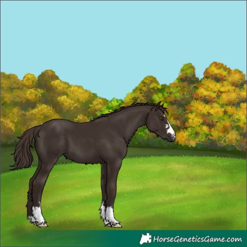 Horse Color:Liver Chestnut 