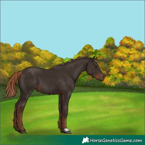 Horse Color:Liver Chestnut