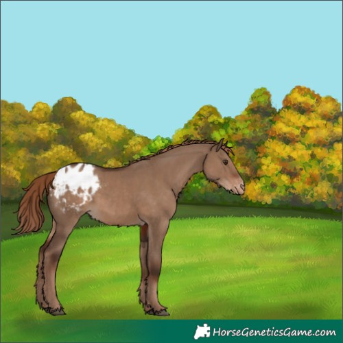 Horse Color:Liver Red Dun Appaloosa