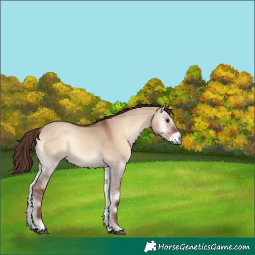 Horse Color:Red Dun Onyx 