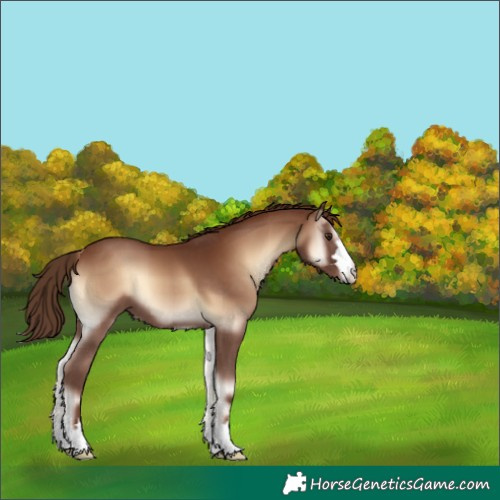 Horse Color:Red Onyx 