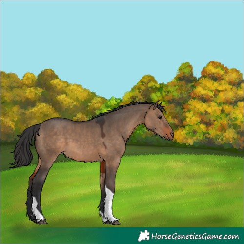 Horse Color:Brown Dun Tobiano 