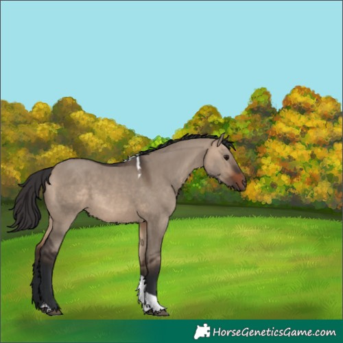 Horse Color:Brown Dun Tobiano 