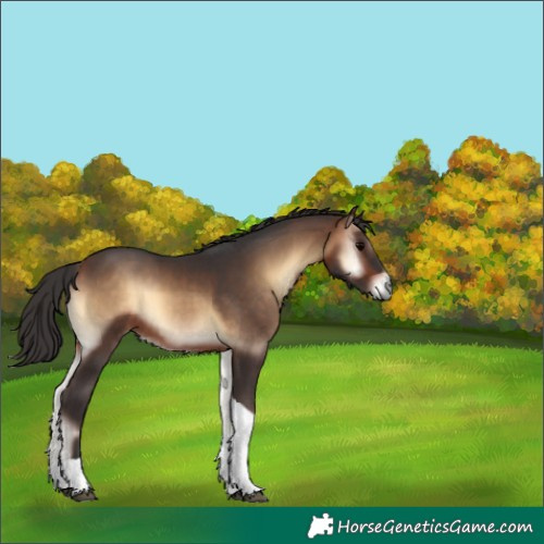 Horse Color:Bay Onyx Tobiano 