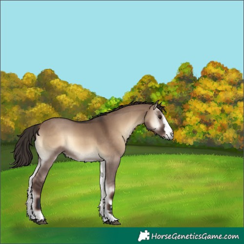 Horse Color:Liver Red Dun Onyx 