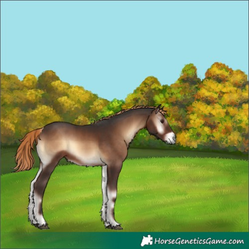 Horse Color:Liver Red Onyx 