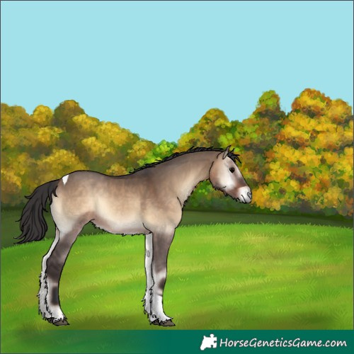 Horse Color:Bay Onyx Tobiano