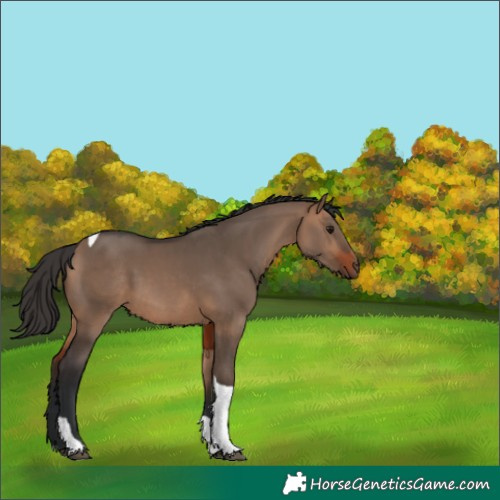 Horse Color:Bay Dun Tobiano 