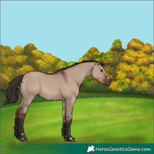 Horse Color:Liver Red Dun 