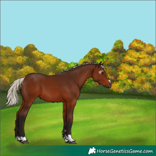Horse Color:Gray Silver Bay