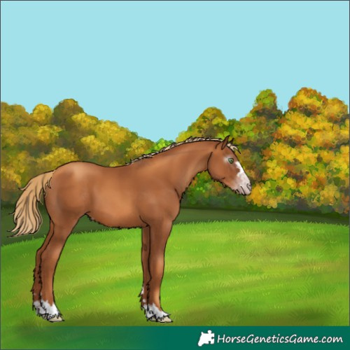 Horse Color:Gray Gold Champagne 