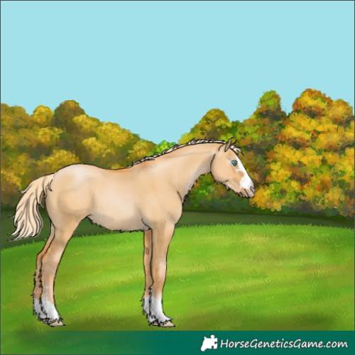 Horse Color:Gray Palomino Pearl Dun 