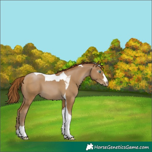 Horse Color:Gray Smoky Black Pearl Tobiano 