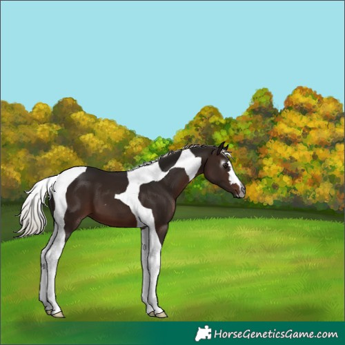 Horse Color:Gray Silver Brown Tobiano 