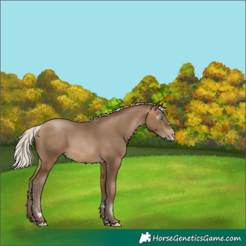 Horse Color:Gray Silver Buckskin Pearl 