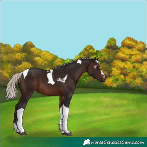 Horse Color:Gray Silver Brown Tobiano