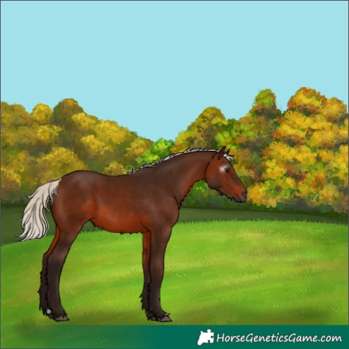 Horse Color:Gray Silver Bay