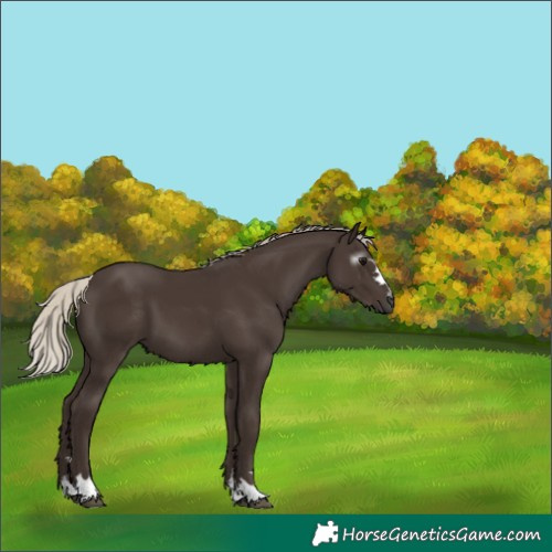 Horse Color:Gray Silver Black
