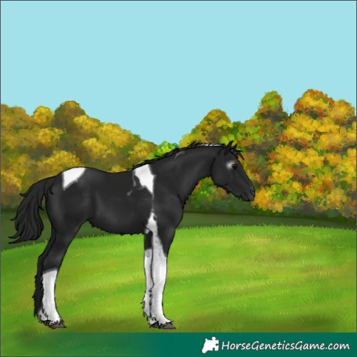 Horse Color:Gray Black Tobiano 
