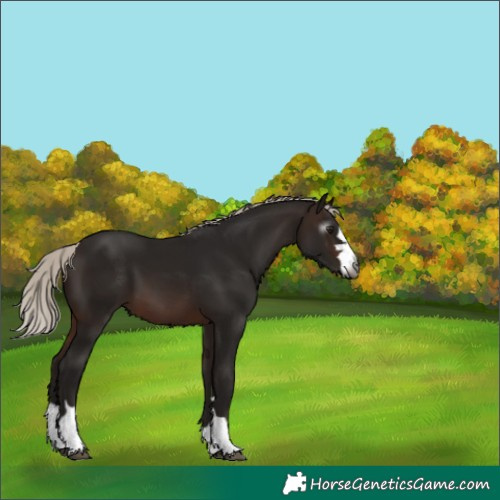 Horse Color:Gray Silver Brown 