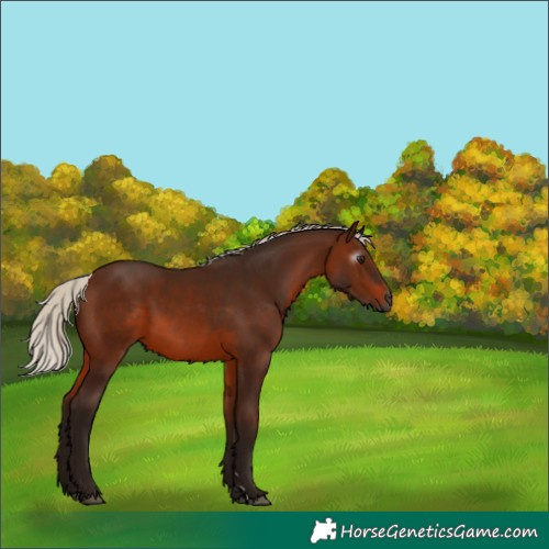Horse Color:Gray Silver Bay 