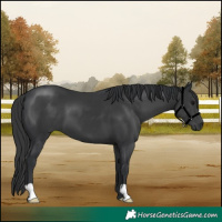 Horse Color:Black 