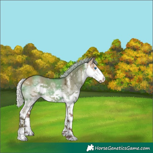 Horse Color:White Spotted Silver Brown Dun Splash 