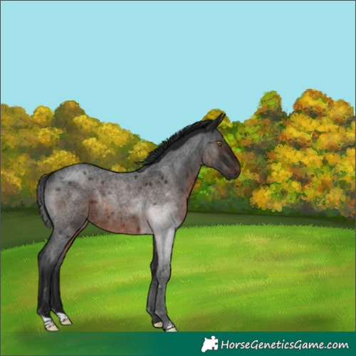 Horse Color:Gray Brown Roan Rabicano 
