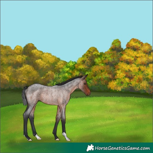 Horse Color:Brown Roan Rabicano 