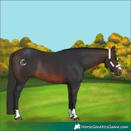 Horse Color:Brown Rabicano 
