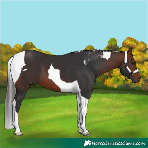 Horse Color:Bay Tobiano 