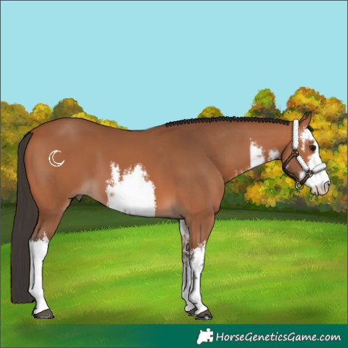 Horse Color:White Spotted Bay 
