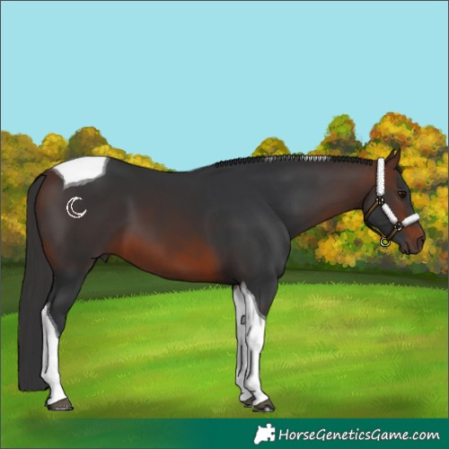 Horse Color:Brown Tobiano 