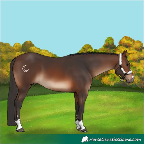Horse Color:Brown 