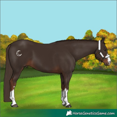 Horse Color:White Spotted Liver Chestnut 