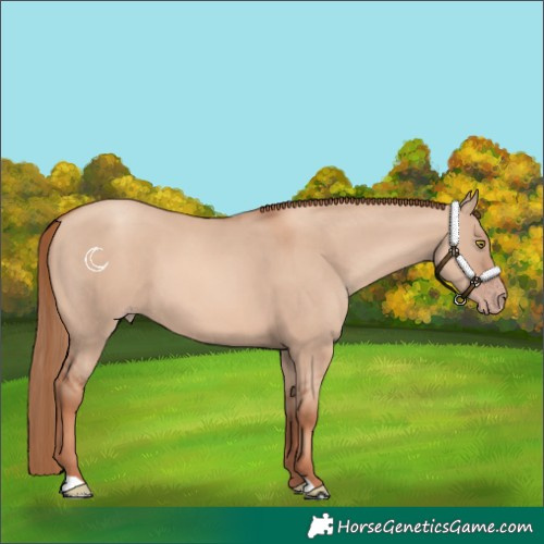 Horse Color:Gold Champagne Dun 