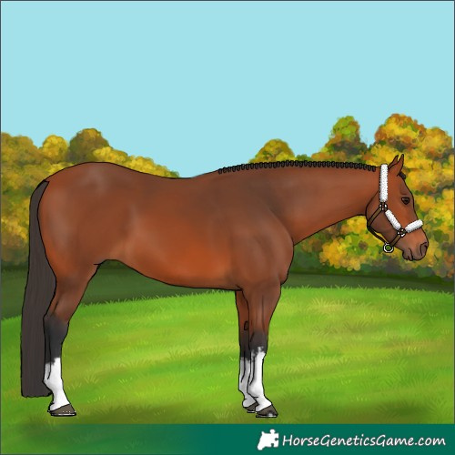 Horse Color:White Spotted Bay 