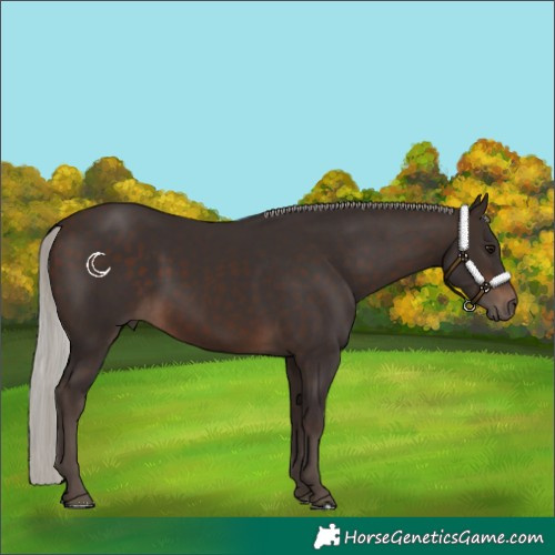 Horse Color:Silver Brown 