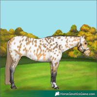 Horse Color:Buckskin Appaloosa