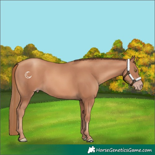 Horse Color:Gold Champagne 
