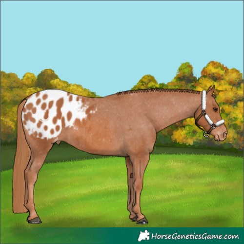 Horse Color:Chestnut Appaloosa 