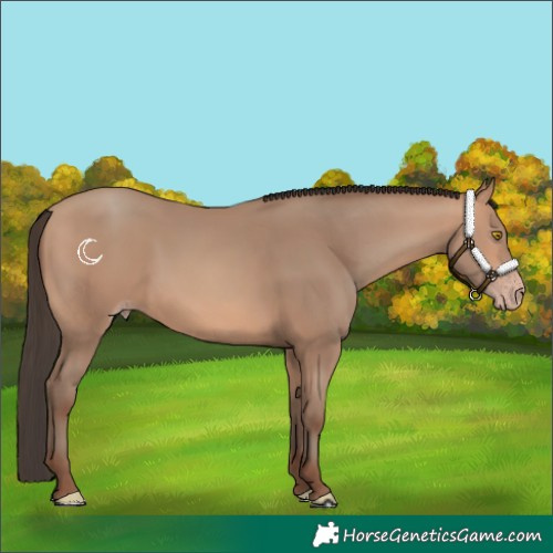 Horse Color:Amber Champagne 