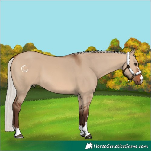 Horse Color:Silver Brown Dun 