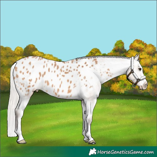Horse Color:Silver Bay Dun Appaloosa 