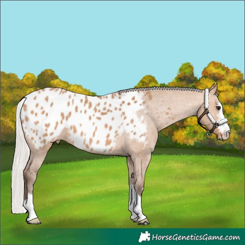 Horse Color:Silver Bay Dun Appaloosa 