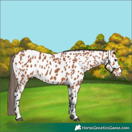 Horse Color:Bay Appaloosa 