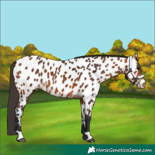Horse Color:Bay Appaloosa 