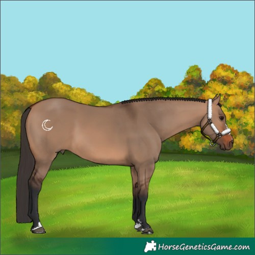 Horse Color:Bay Dun 