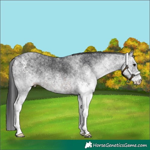 Horse Color:White Spotted Brown 