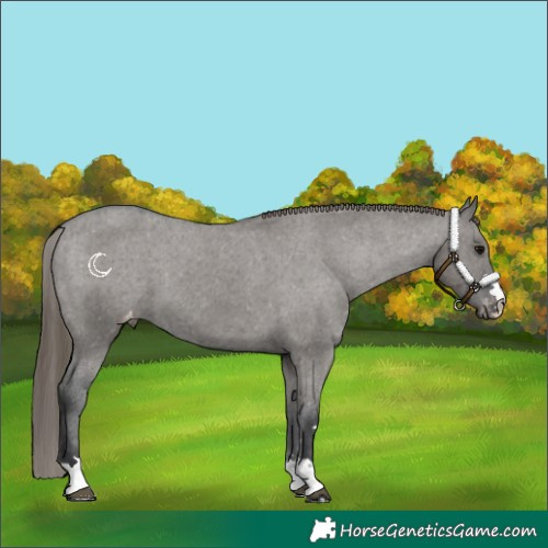 Horse Color:Grullo Appaloosa 